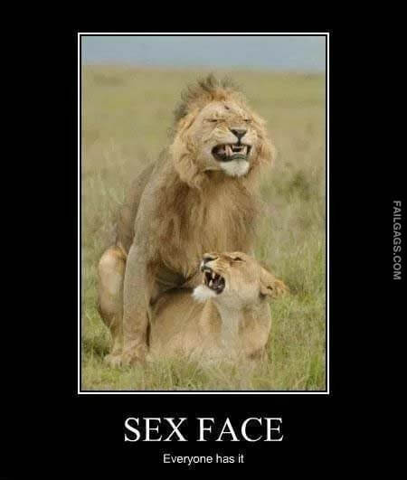 Sex Face Everyone Has It Meme