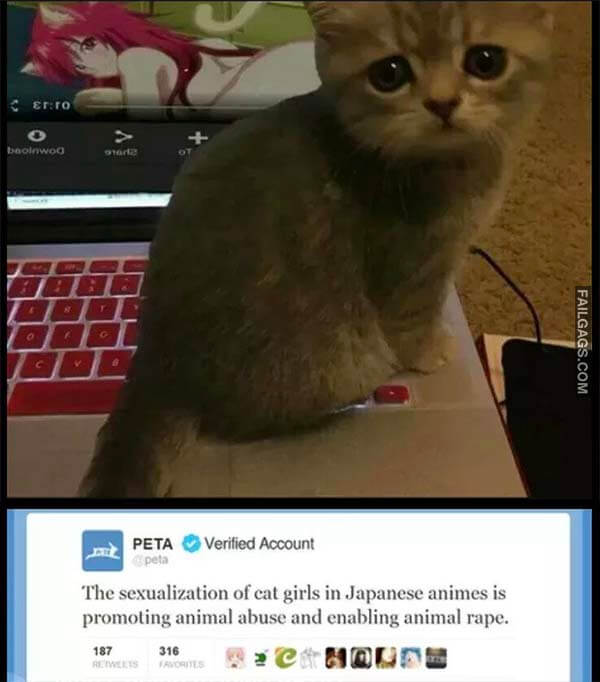 Sexualization Of Cat Girls In Japanese Animes Is Promoting Animal Abuse And Enabling Animal Rape Meme