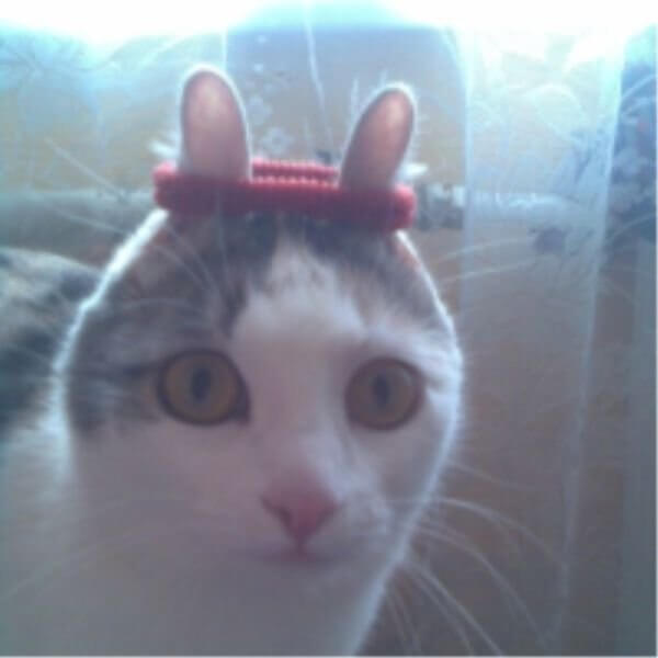 Wtf Weirdest and Most Unexplainable Pictures Ever 