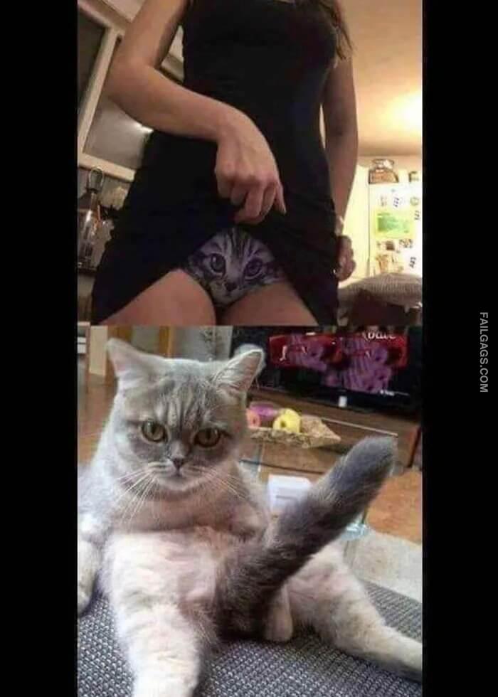 Pussy for Cat Memes