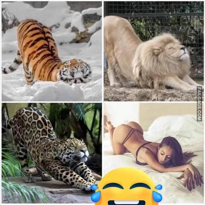 Dangerous Animals in Their Habitat Memes