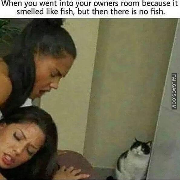 When You Think You Smell Fish but There is No Fish When You Went Into Your Owners Room Because It Smells Like Fish but Then There is No Fish Memes