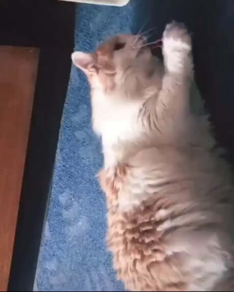 Cat Playing With a Rubber Band