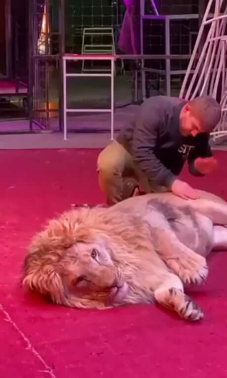 Lion Gets Body Massage