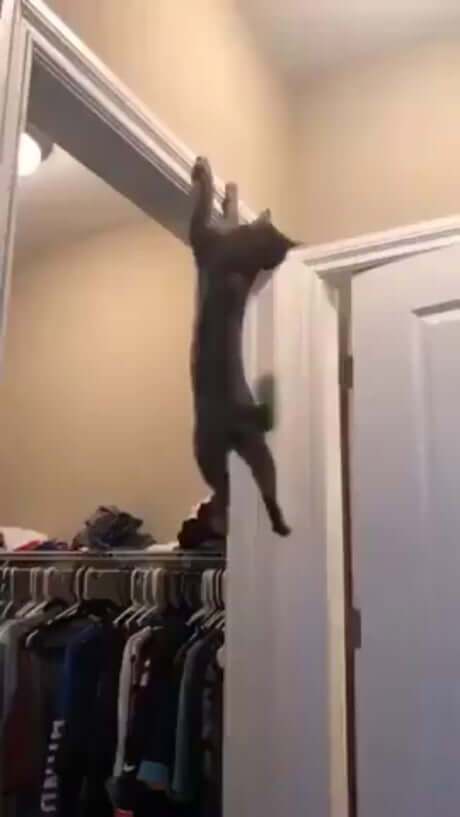 Ninja Cat