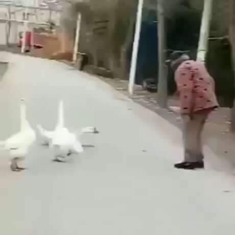 Old Man Vs Duck Fighting