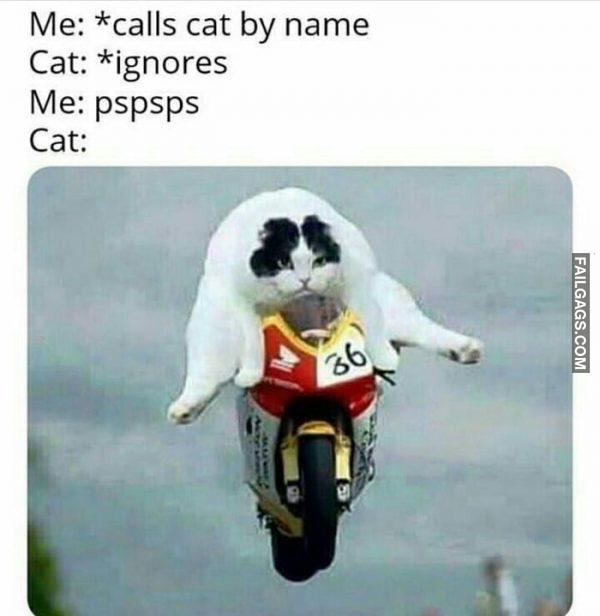 Me: *calls Cat by Name Cat: *ignores Me: Pspsps Cat Memes