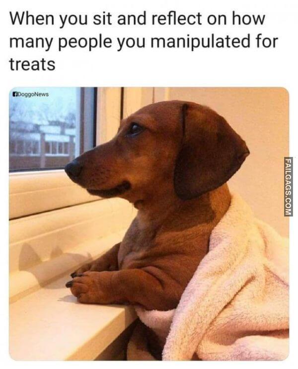Funny Dog Memes 12