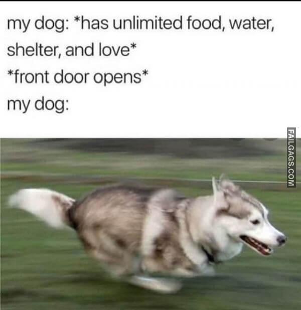 Funny Dog Memes 9