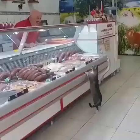 Cute Cat Asking Meat From Butcher Shop