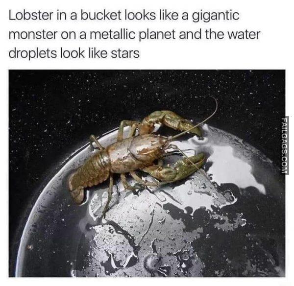 Lobster in a Bucket Looks Like a Gigantic Monster on a Metallic Planet and the Water Droplets Look Like Stars Memes