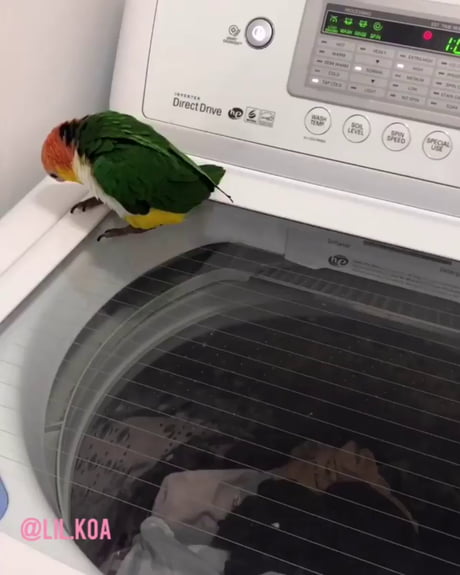 This Little Bird is Loving the Washing Machine