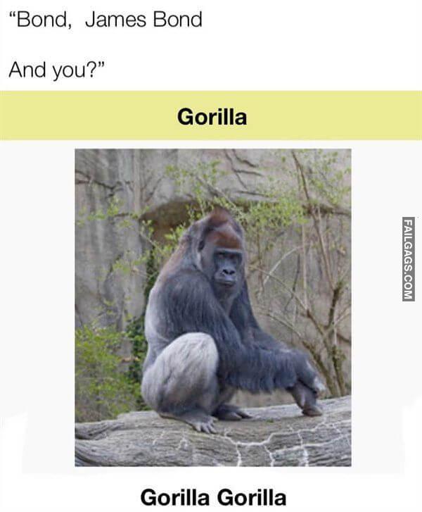 Random Funny Memes 18 2