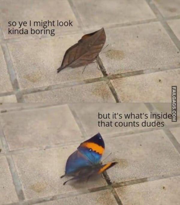 Wholesome Memes Never Hurt Nobody 4