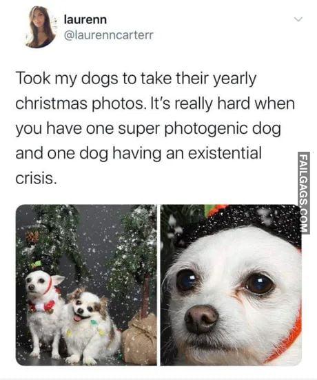 Took My Dogs to Take Their Yearly Christmas Photos. It's Really Hard When You Have One Super Photogenic Dog and One Dog Having an Existential Crisis Memes