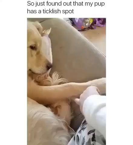 So Just Found Out That My Pup Has a Ticklish Spot