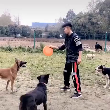 Dog Ninja Training