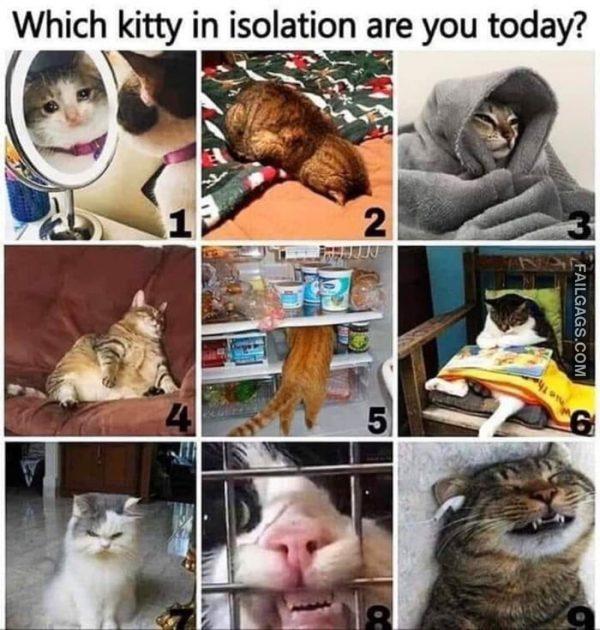 Which Kitty in Isolation Are You Today? Memes