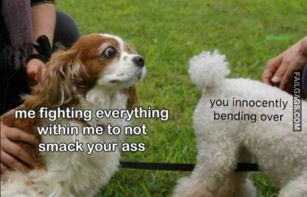 Random Funny Memes 16 4