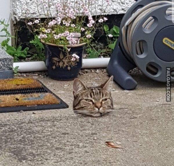 These Photos Will 100 Make You LOOK TWICE 12