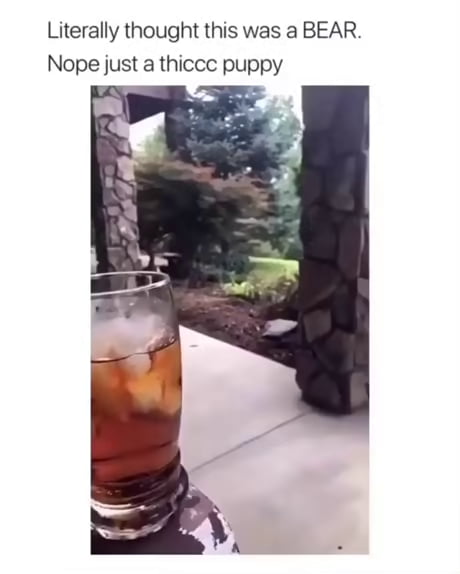 Literally Thought This Was a Bear. Nope Just a Thiccc Puppy Memes