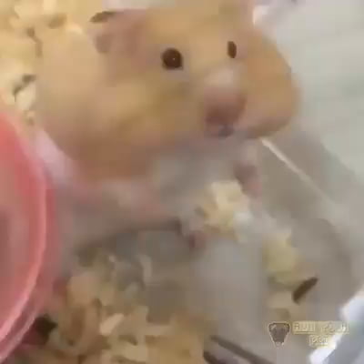 That Smile, That Damn Smile
