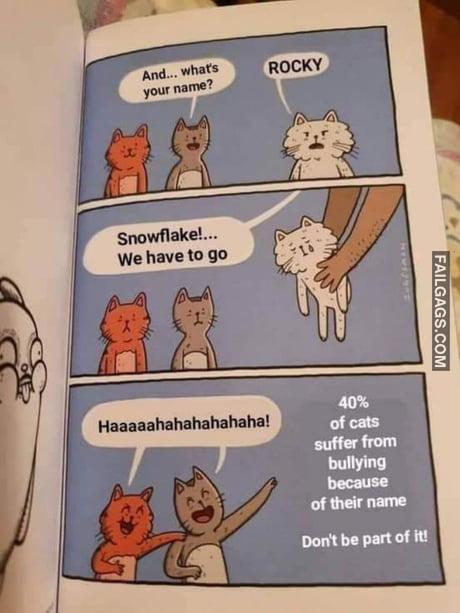 And... Whats Your Name? Rocky Snowflake! We Have to Go Haaaaahahahahahaha! 40% of Cats Suffer From Bullying Because of Their Name Dont Be Part of It! Memes