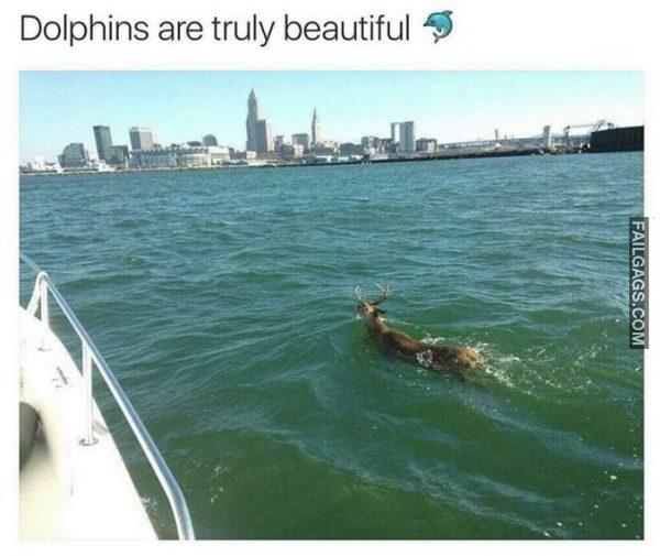 Dolphins Are Truly Beautiful Memes