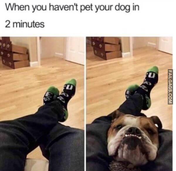 funny dog memes 13