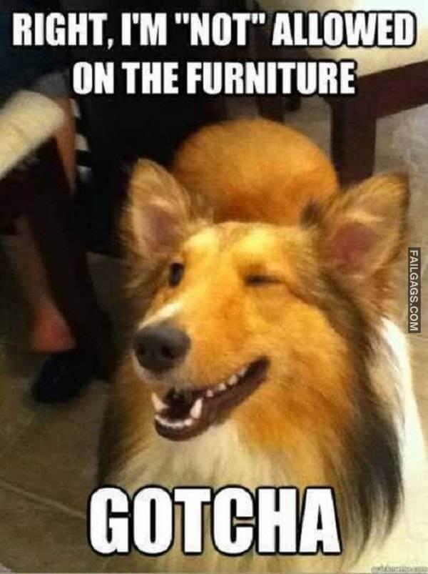 funny dog memes 15