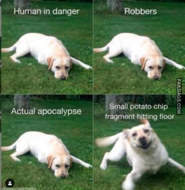 funny dog memes 18