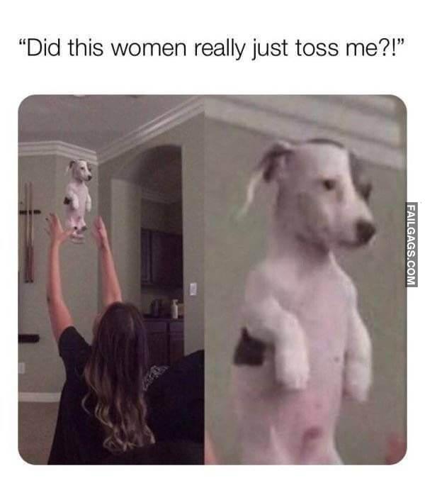 funny dog memes 2