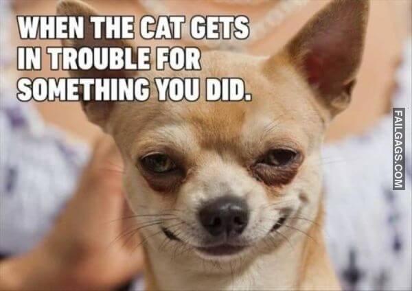 funny dog memes 4