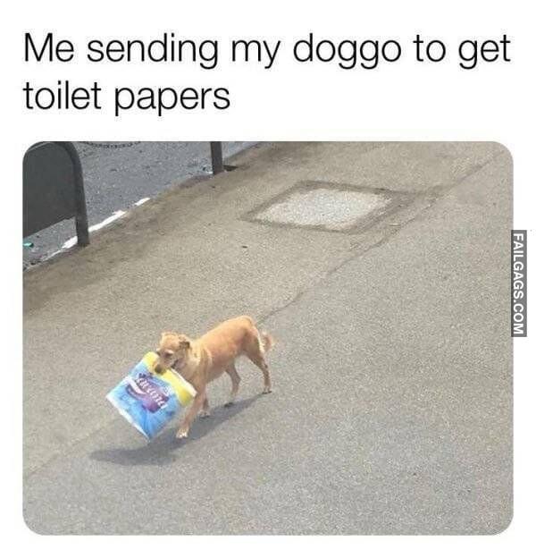 funny dog memes 9