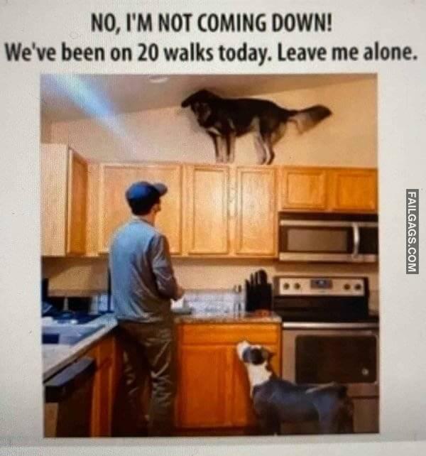 funny dogs Memes 12