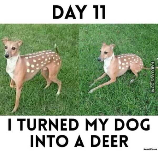 funny dogs Memes 15