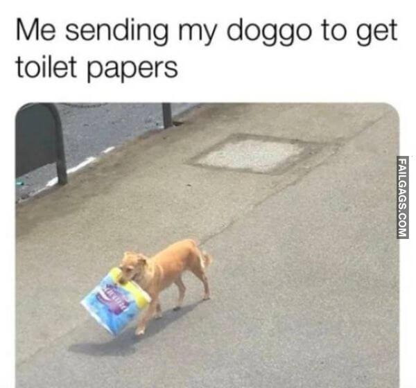 funny dogs Memes 4