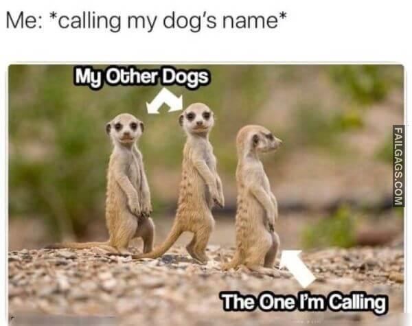 funny dogs Memes 9