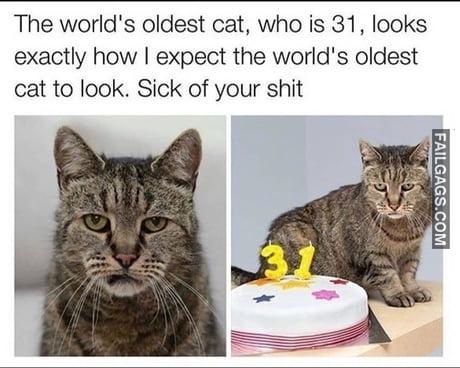 The World's Oldest Cat, Who is 31 , Looks Exactly How I Expect the World's Oldest Cat to Look. Sick of Your Shit Memes