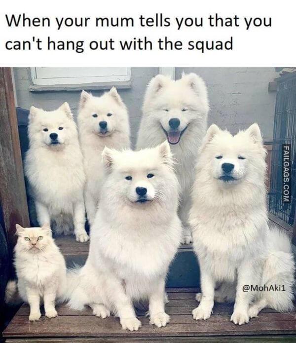 Random Funny Memes 15 5