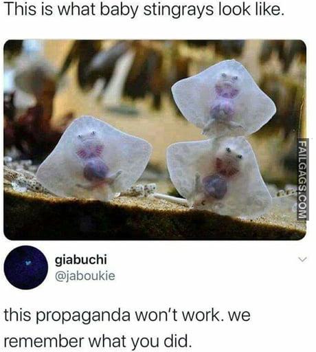 This is What Baby Stingrays Look Like This Propaganda Won't Work. We Remember What You Did Memes