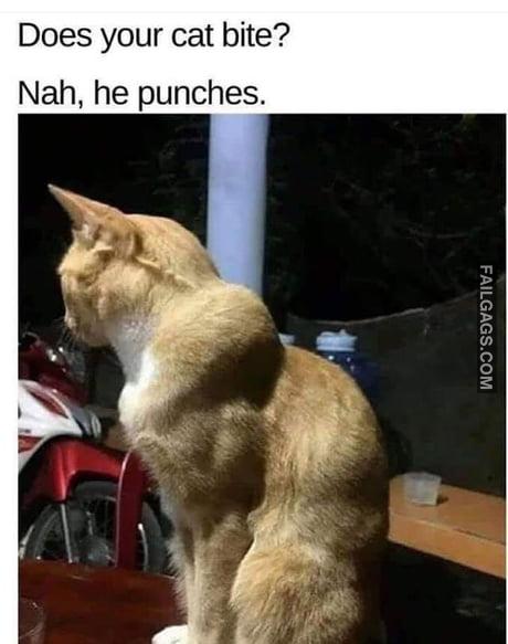Does Your Cat Bite? Nah, He Punches Memes