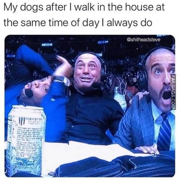 funny dog memes 1