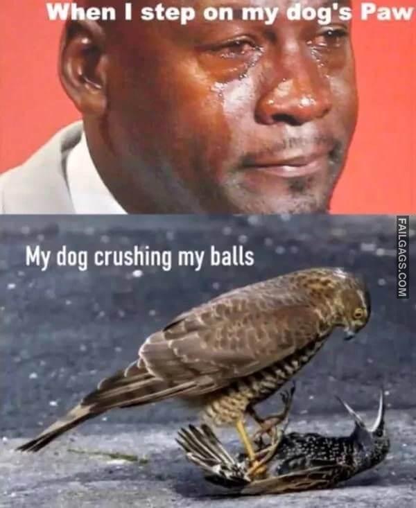 funny dog memes 16