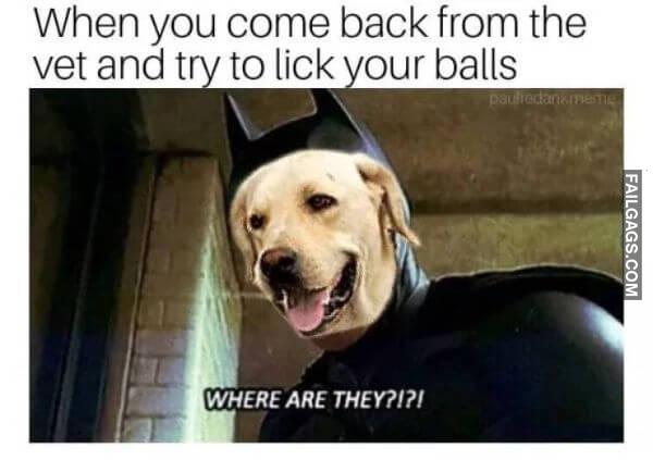 funny dog memes 17