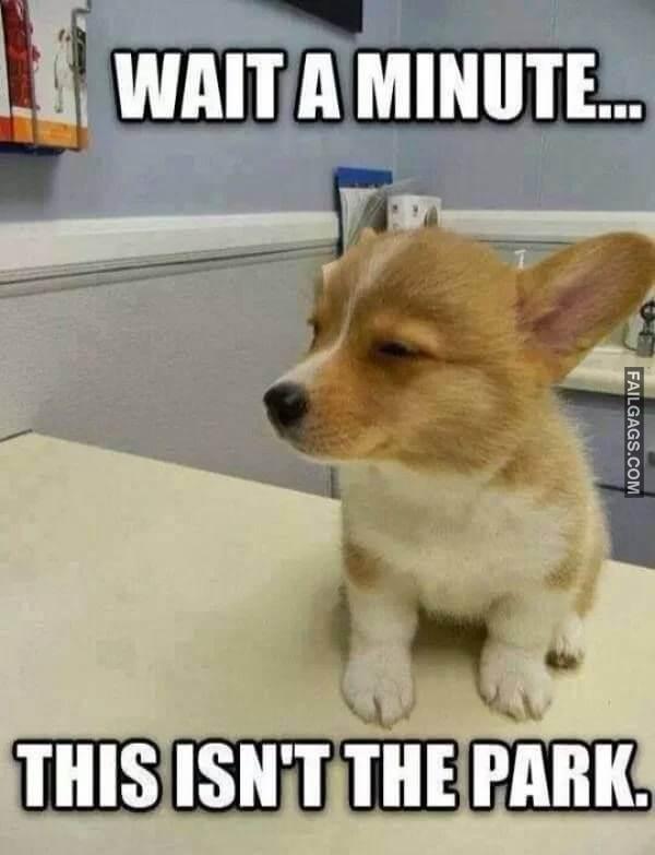 funny dog memes 3