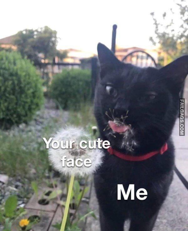 funny Flirtatious Memes 11