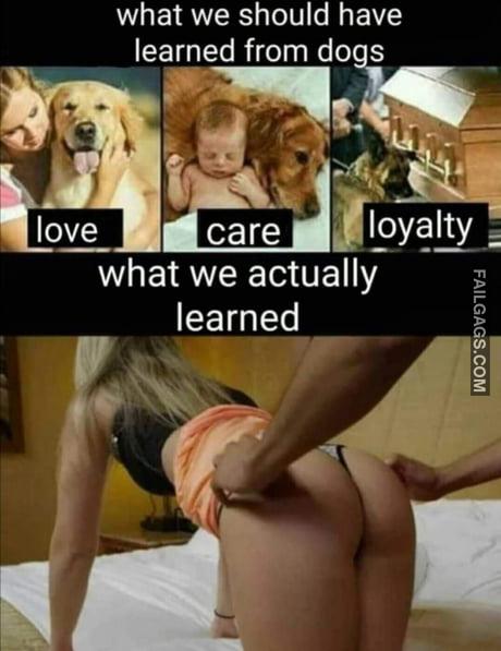 What We Should Have Learned From Dogs Love Care Loyalty What We Actually Learned Meme