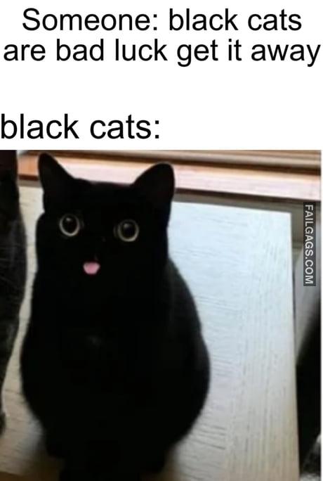 Someone: Black Cats Are Bad Luck Get It Away Black Cats Meme