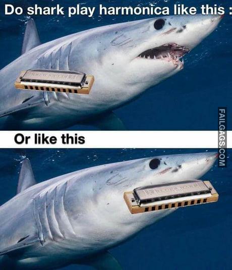 Do Shark Play Harmonica Like This or Like This Meme